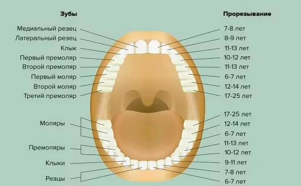 Как лезут верхние зубы у детей фото