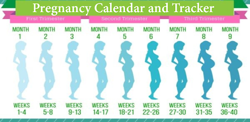 Календарь беременности рассчитать по неделям с описанием и фото