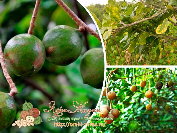 Как растет орех Макадамия