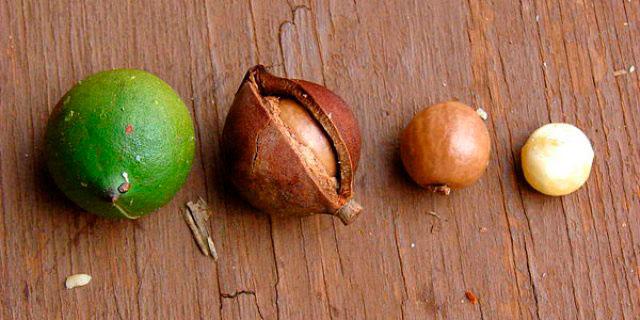 Плоды ореха макадамия