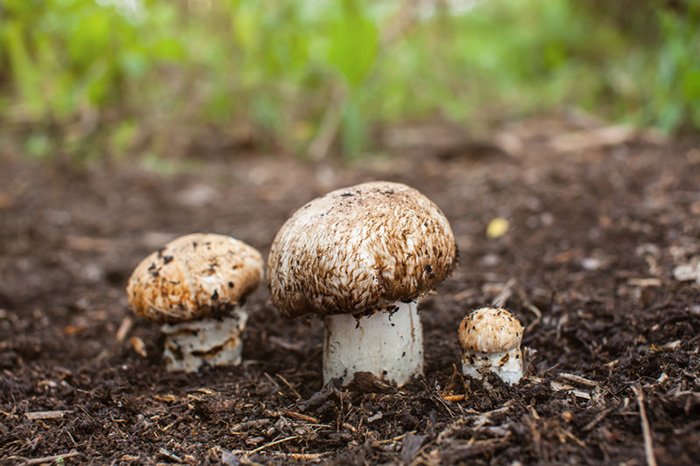 грибы в почве 