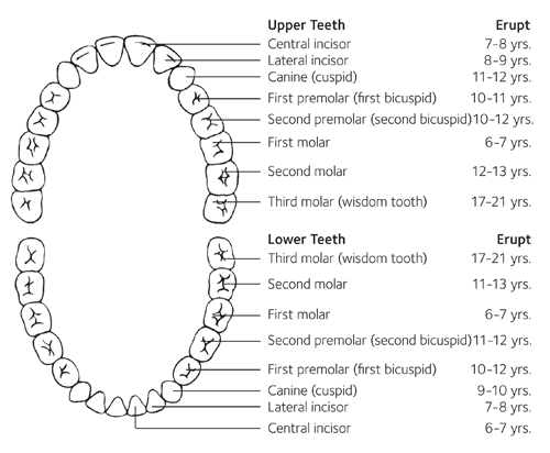 Adult tooth development chart